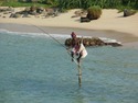 Sri Lankan pole fisherman